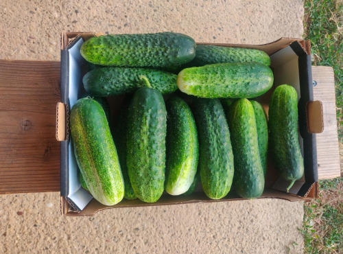 Ferme de la ville basse - Cornichons  Bio Gros frais