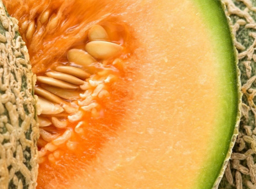 Maréchal Fraicheur - Melon