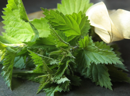 La Boite à Herbes - Ortie Piquante Bio