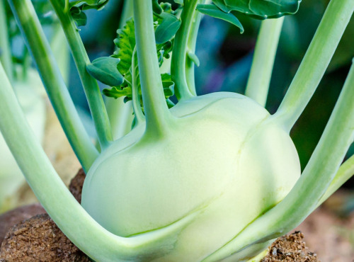 Nature et Saveurs - Ferme Aquaponique et Permacole Astérienne - Chou-rave blanc aquaponique – croquant, frais et subtil
