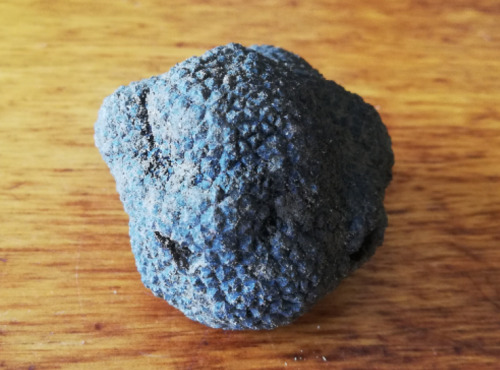 Gobert, l'abricot de 4 générations - Truffe noire Tuber Melanosporum Drôme des Collines