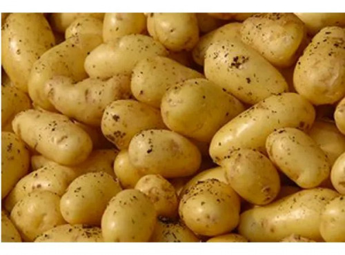 Ferme Joos - Pommes de terre Nouvelles Annabelle 1kg