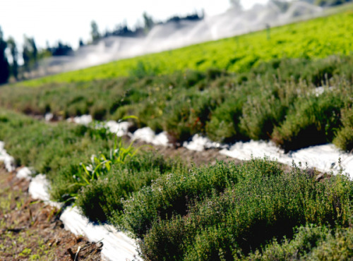 Les Herbes du Roussillon - Thym Frais