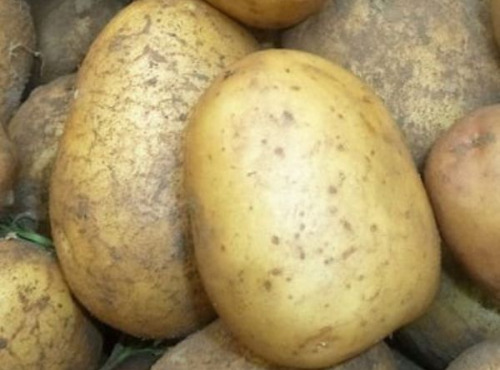 Mon Petit Producteur - Pomme De Terre Bio Allians - Variété À Chair Ferme 25kg