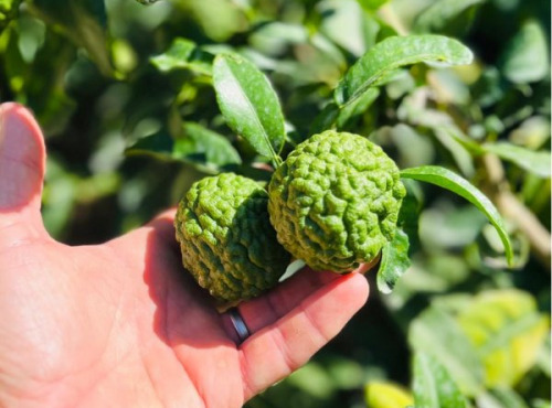 Les Hespérides - Coopérative de la Riviera Française - Combava français 3kg