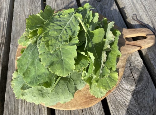 Ferme Sinsac - Bouquet de jeunes feuilles de chou de daubenton