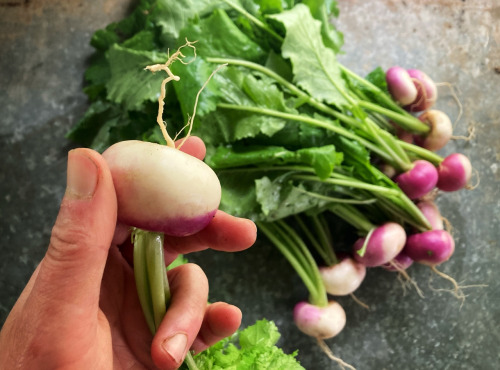 La Ferme d'Artaud - Navets nouveaux 1kg
