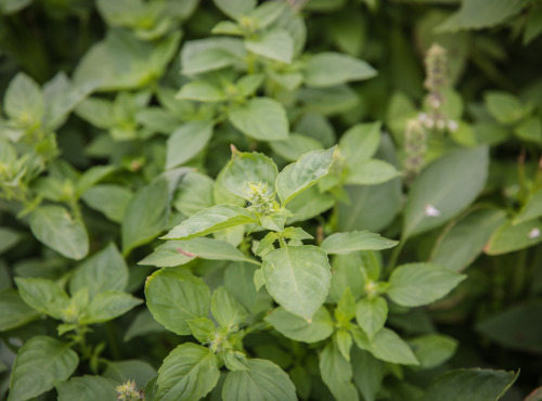 Maison Argentain - Basilic Anais - 70g
