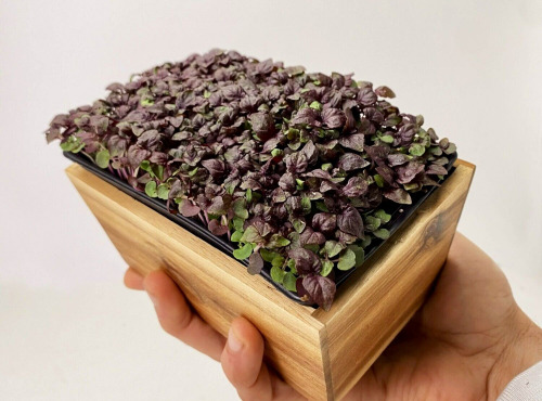 Horssol - Ferme urbaine - Micro-pousse de Shiso pourpre x4 barquettes