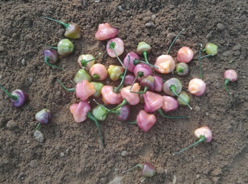 HERBA HUMANA - Piment Cheiro Roxa - 110g