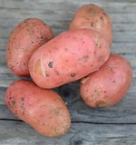 Le Châtaignier - Pomme de Terre Stemter - 6kg