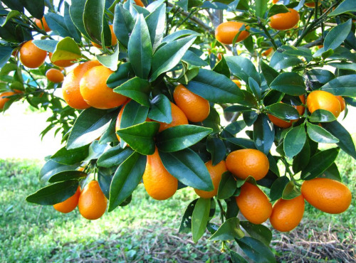 LES VERGERS DE BRAVONE - Kumquat Bio Corse 2kg