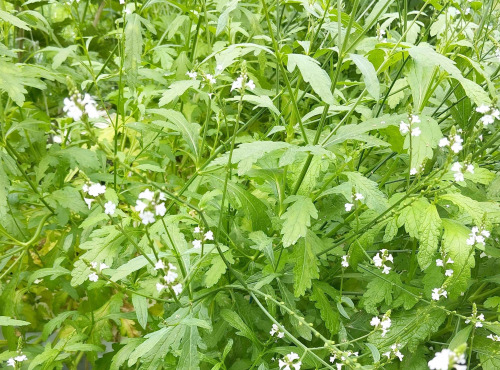 Nature et Saveurs - Ferme Aquaponique et Permacole Astérienne - Verveine Officinale - 100g