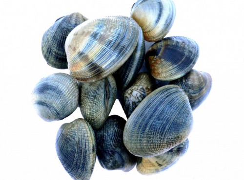 Luximer - Palourdes Grises De Bretagne - Vivantes - 1kg