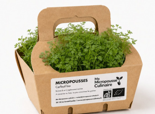 Ma Micropousse culinaire - Micro-pousses de cerfeuil bio – 8 barquettes