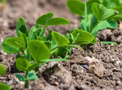 Nature et Saveurs - Ferme Aquaponique et Permacole Astérienne - Semis de Petit Pois Variété Douce Provence