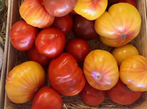 Domaine Reverchon - Tomate ancienne 2kg