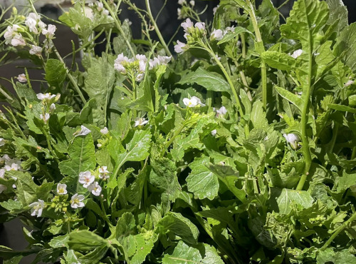 Naturélium - Roquette Wasabi sauvage