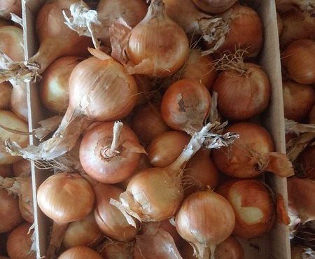 HERBA HUMANA - Oignon Jaune - 5kg