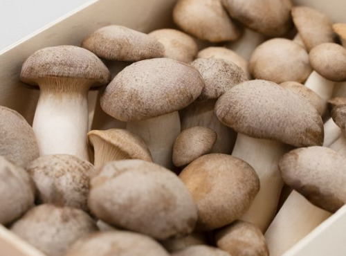 Les Myconautes - Panier Myconautes champignons bio - Taille L