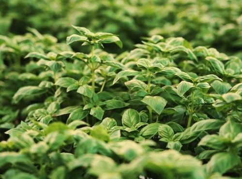 Les Herbes du Roussillon - Basilic frais - 20kg