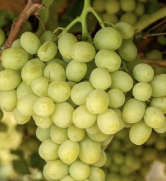 L'OLIVERAIE DU COUDON - RAISIN BLANC 5kg