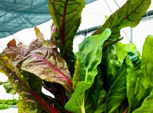 Nature et Saveurs - Ferme Aquaponique et Permacole Astérienne - Blette Mélange - 5 kg