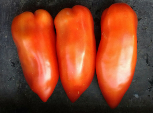 Multiproductions - Cédric Joliveau - Tomate Andine Cornue 1kg