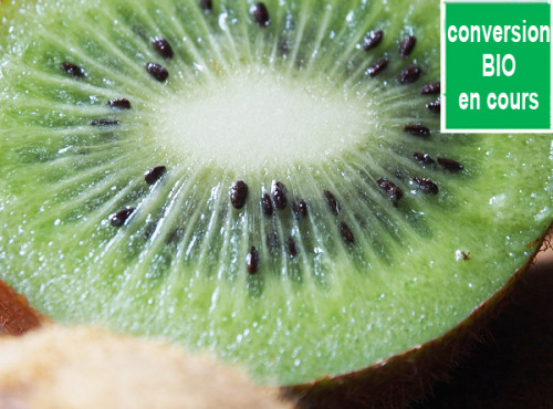 Mon Petit Producteur - Kiwi Hayward Vert [la Pièce De 90g]
