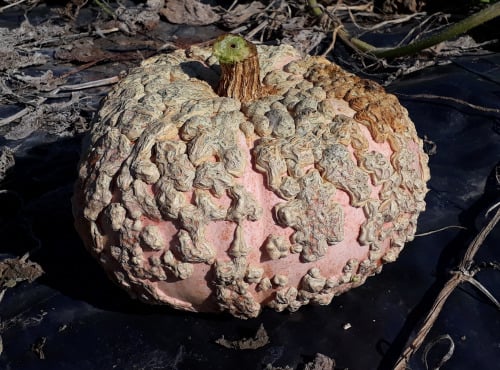 Ferme de Cernunnos - Courge Galeuse d'Eysine de 10 kg minimum