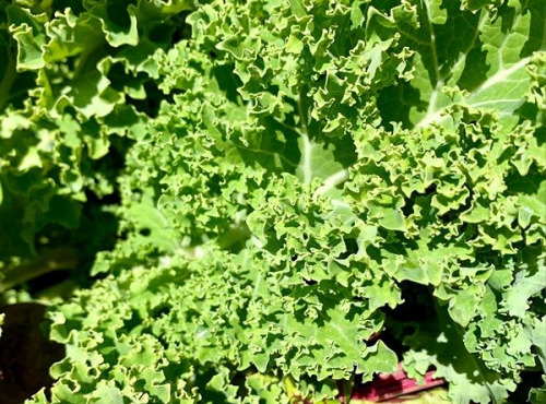 ChâteauFer - Chou Kale - Vert frisé 1kg