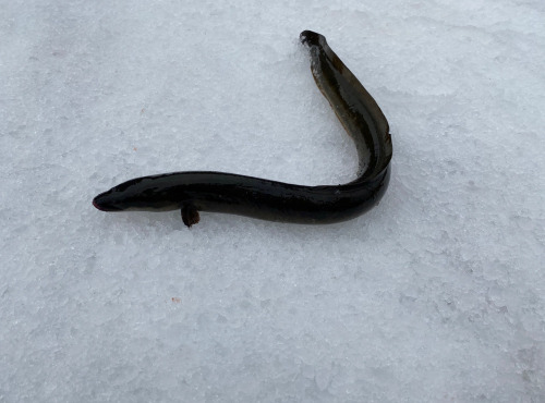 Pêcheur Toni  Micheau - Anguille Jaune Sauvage - Pièce De 600g - Entière