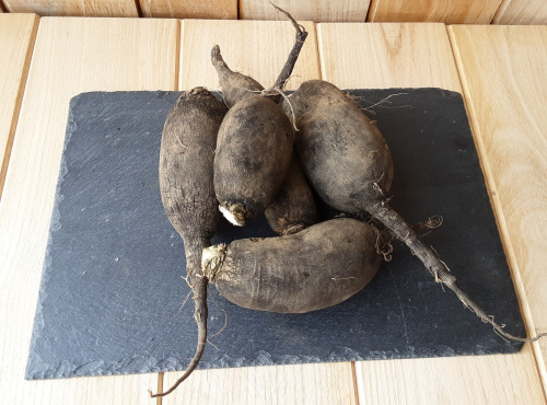 Gourmets de l'Ouest - Radis noirs de Saint-malo