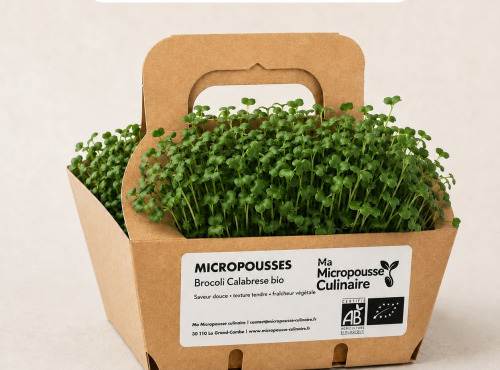 Ma Micropousse culinaire - Micro-pousses bio de brocoli Calabrese – 16 barquettes
