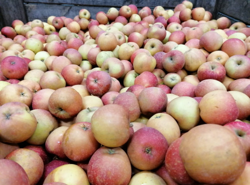 Le Châtaignier - Pommes Dalinsweet - 1kg
