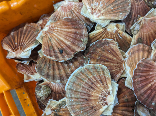 Opale Vivier - Coquilles Saint-Jacques - Pavillon France - 6kg