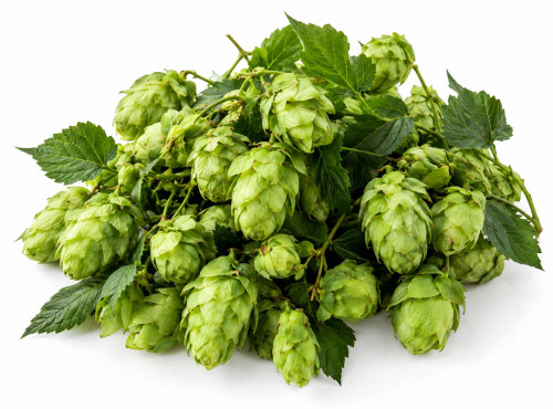 Naturélium - houblon sauvage