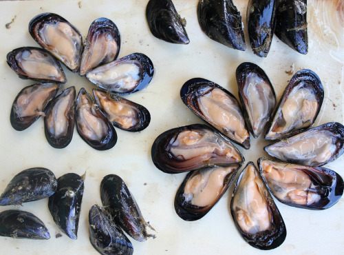 Camargue Coquillages - Moules De Camargue Nettoyées - Agriculture Biologique - 1kg