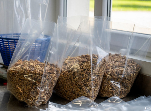 La Noyeraie des Borderies - CERNEAUX DE NOIX BIO qualité BOULANGERIE 1kg RÉCOLTE 2025