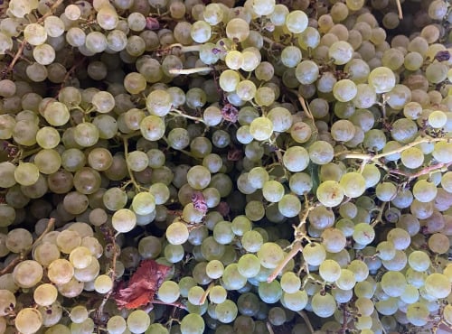 Des Poules et des Vignes à Bourgueil - Raisins Chasselas