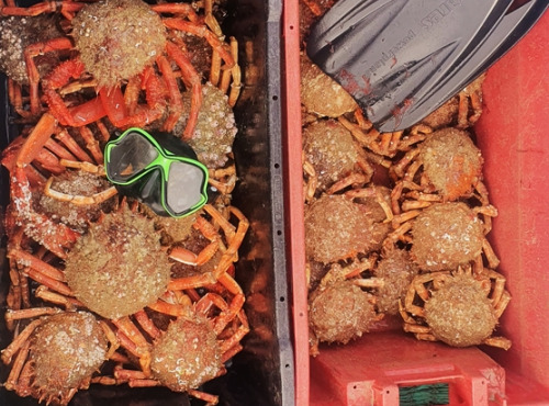 LTJ2 - Pêche en plongée - Araignée De Mer De Plongée 1,5kg - Vivante