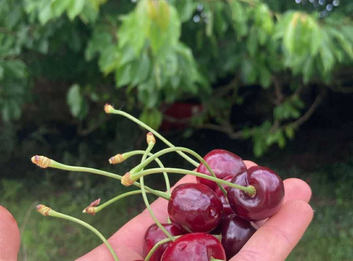 Des Poules et des Vignes à Bourgueil - Cerises de Touraine