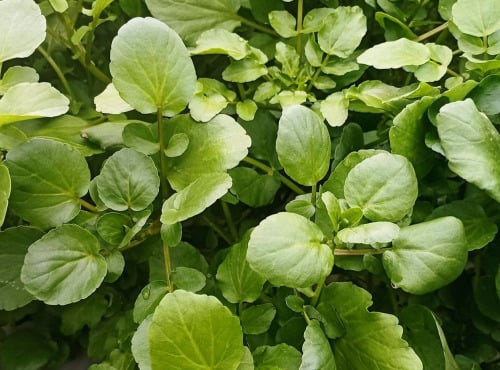 Nature et Saveurs - Ferme Aquaponique et Permacole Astérienne - Cresson de Fontaine (Bouquet Frais)