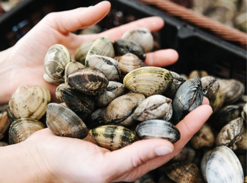 La Belle Ostrea - Palourdes 1kg