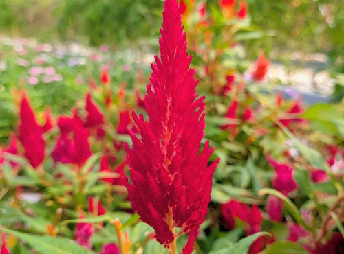 Nature et Saveurs - Ferme Aquaponique et Permacole Astérienne - Fleurs de célosie plumeuse - 10g