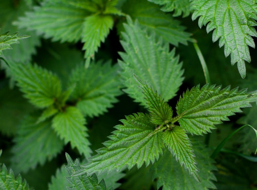 Naturélium - Ortie sauvage - botte de 300g