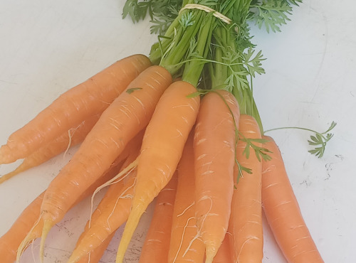 Ferme Joos - Carottes botte