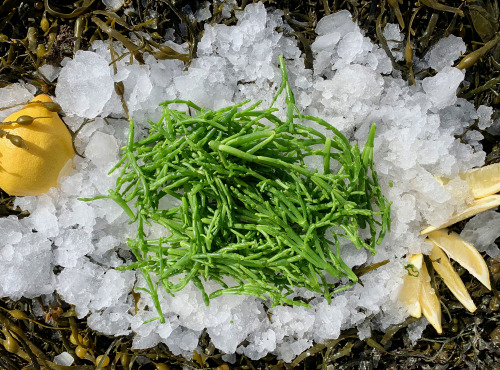 Thaëron - Salicorne - Barquette de 150 g