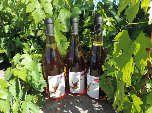 Domaine des Bourrats - Saint Pourçain AOC Rosé - 3 bouteilles