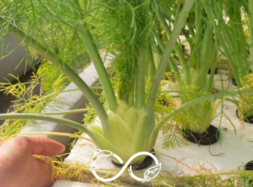 Nature et Saveurs - Ferme Aquaponique et Permacole Astérienne - Fenouil aquaponique — croquant, anisé et précis